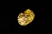 藏品(血齒蜑螺)的圖片